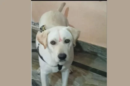 davanagere dog missing news