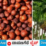 ಅಡಿಕೆ
