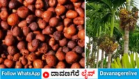 ಅಡಿಕೆ